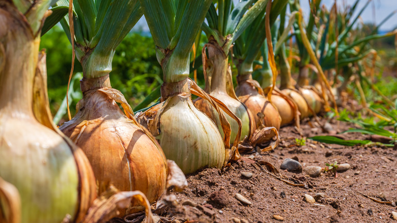 white onion field crop 