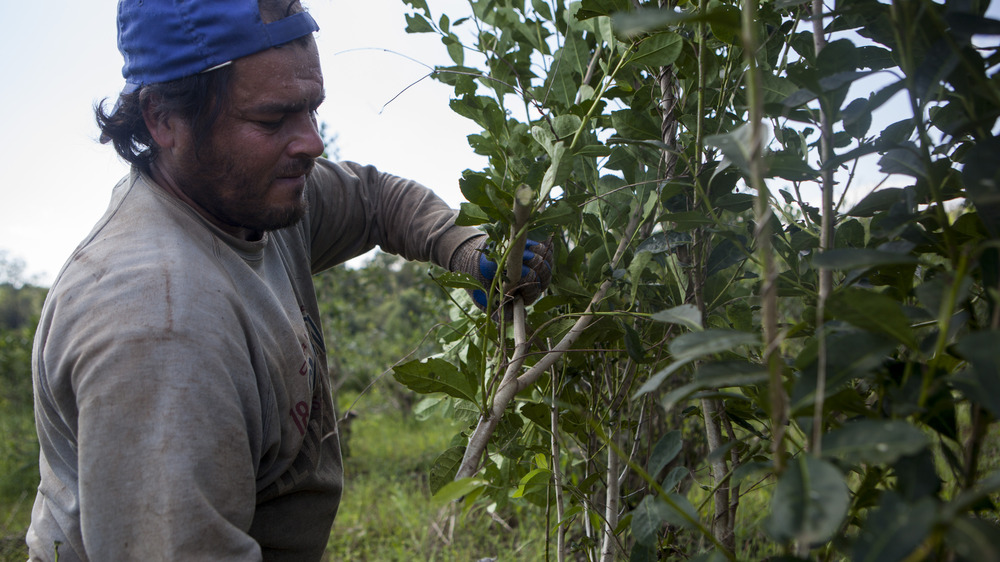 Worker reaping mate leaves