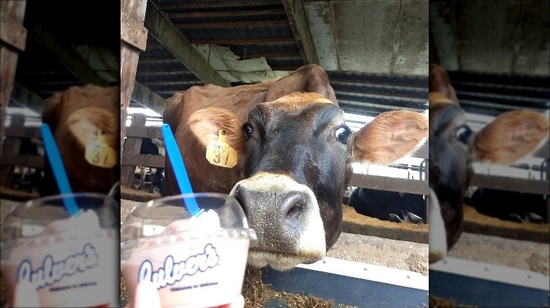 Cow culver's