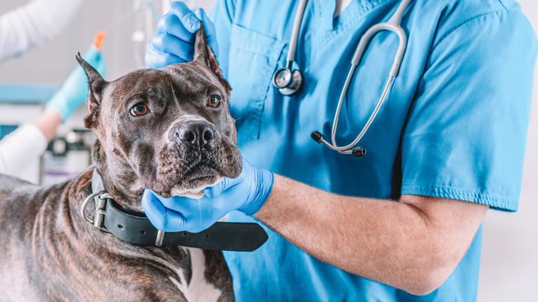 Veterinarian treating dog