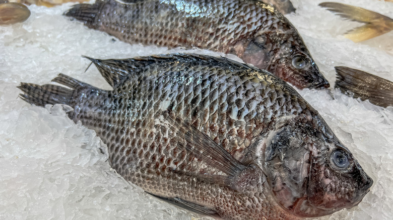 Fresh tilapia fish on ice in a food market