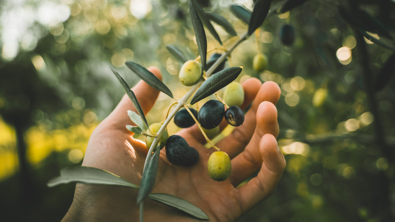 Picking olives from tree