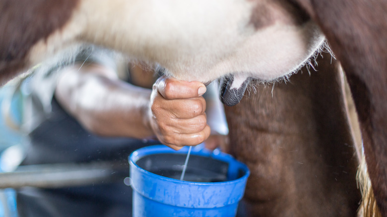 Cow being milked