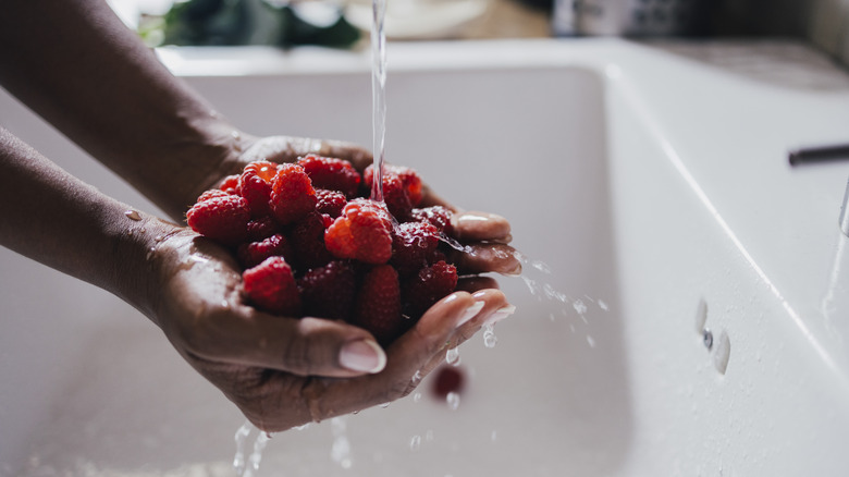 hands washing raspberries in sink