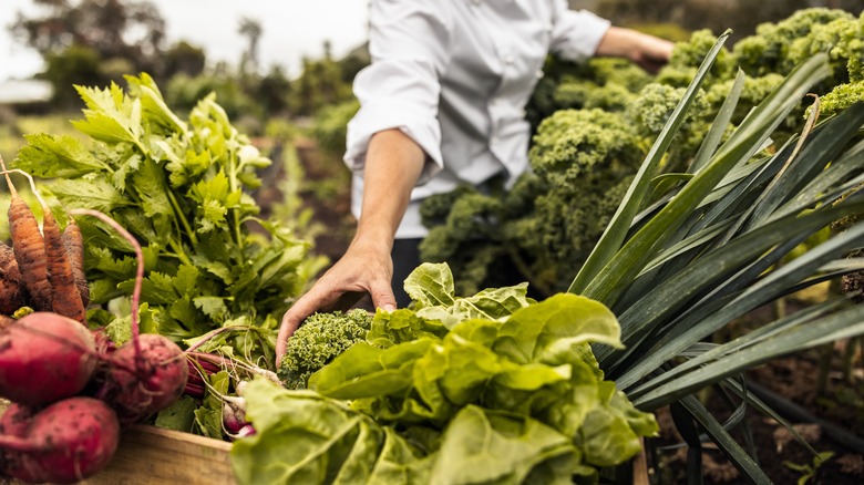 chef picking organic produce