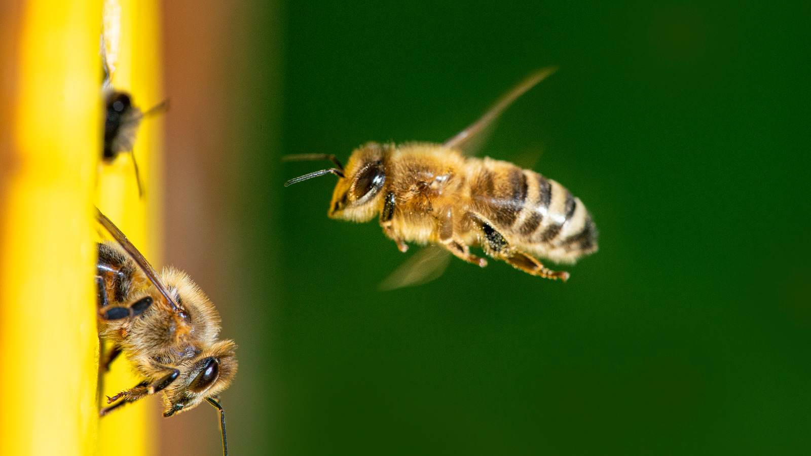 what-you-need-to-know-about-y-u-zh-f-ng-y-ng-china-s-fried-bee-dish