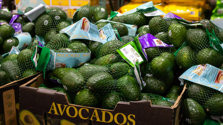 bulk buy avocados