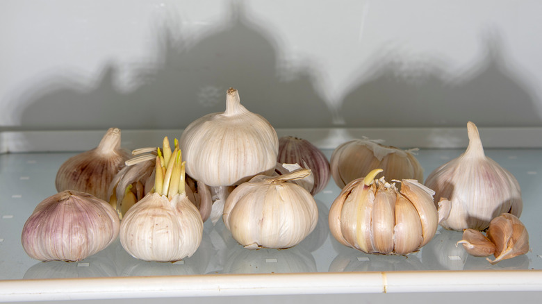 Whole garlic bulbs sitting on a refrigerator shelf