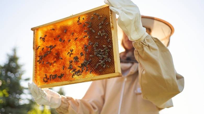 beekeeper holding honeycomb bees