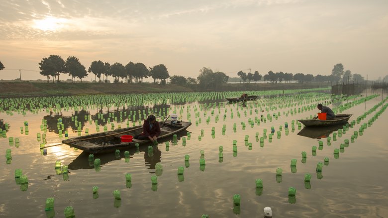 Shrimp Farming