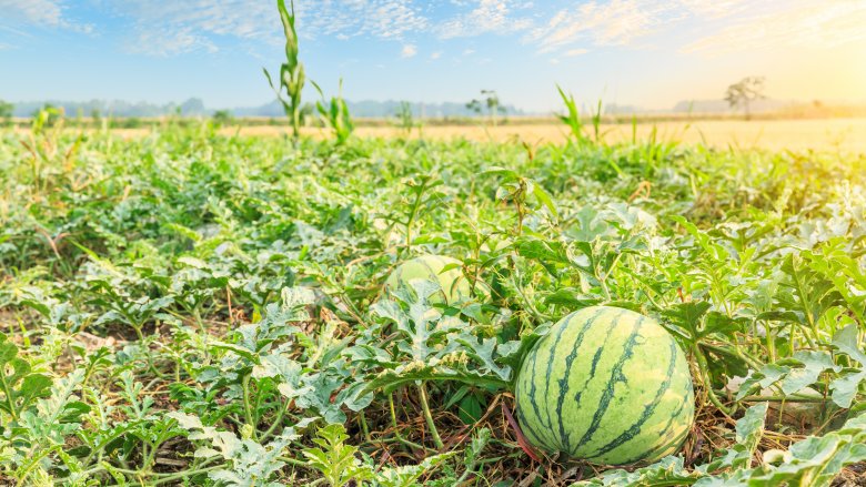 watermelon vegetable or fruit