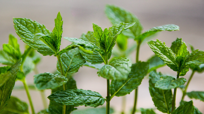 Mint plant leaves