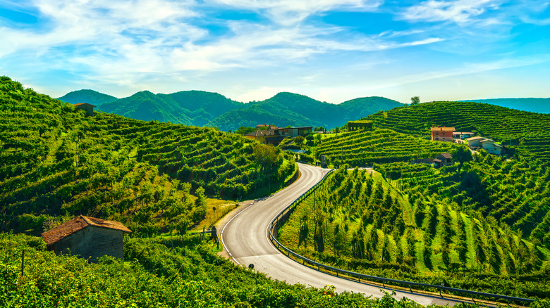 Overview photo of rolling green vineyard hills