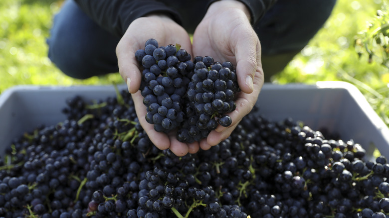 Hands holding grapes over bin