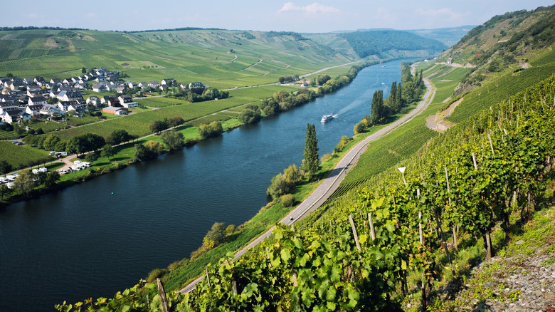 Overview of vineyards near river
