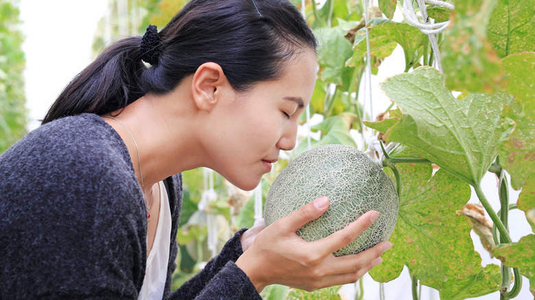 Smelling cantaloupe for freshness 