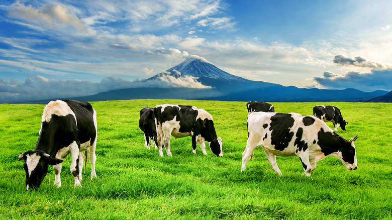 Baileys Irish Cream comes from irish cow's milk