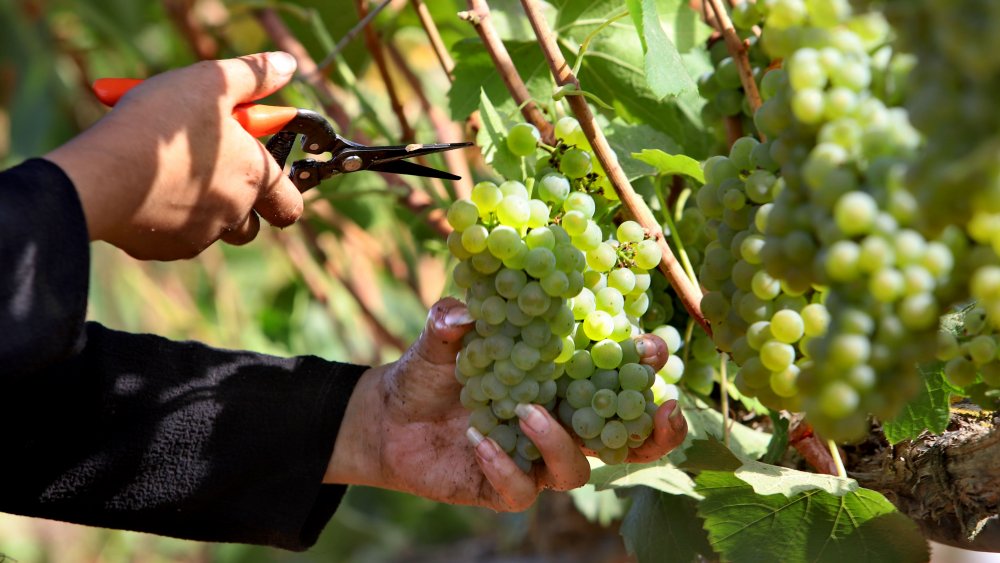 Harvesting champagne grapes