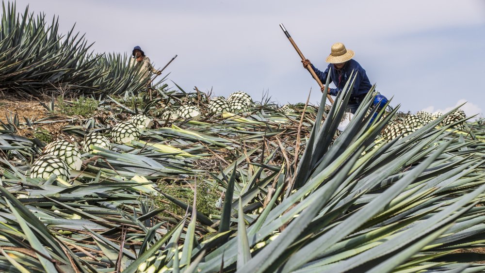 Harvesting agave