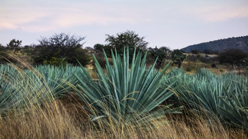 agave plants