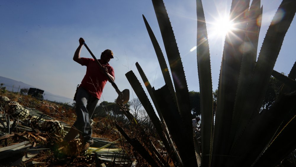 harvesting agave