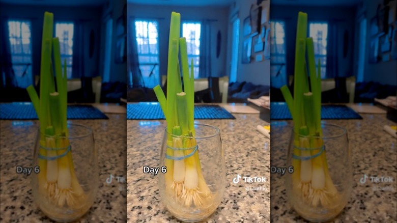 spring onions regrow tiktok