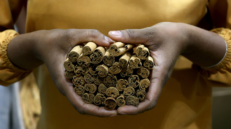 Hands holding cinnamon sticks