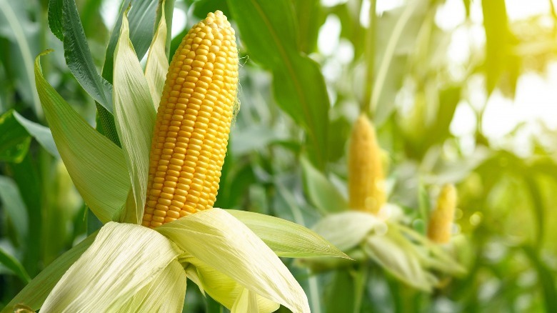 ears of corn on plant