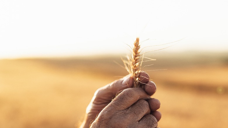 hands holding wheat