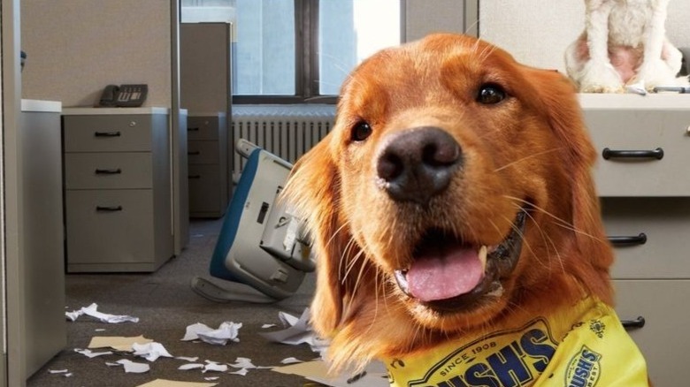 Duke wearing Bush's Baked Beans bandana