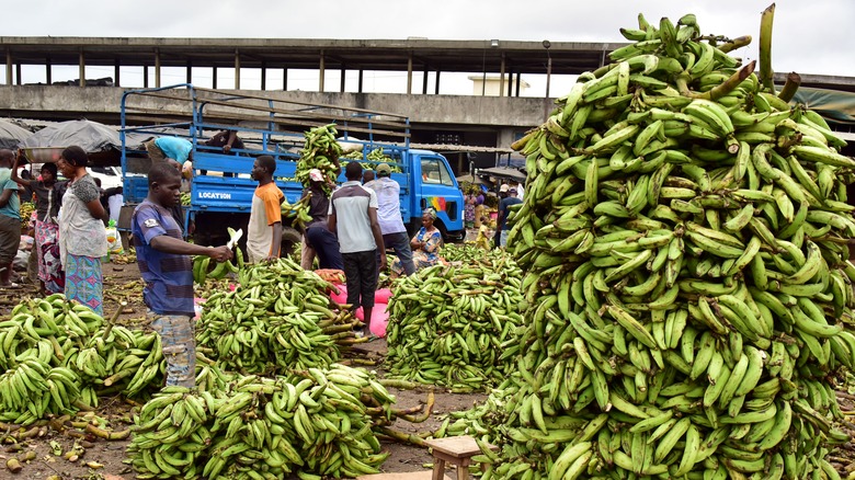 Difference between plantains and bananas