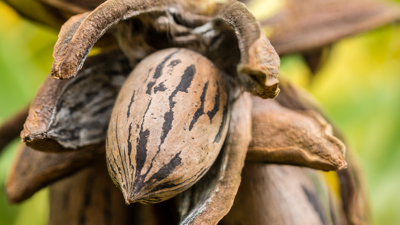 Pecan in nature