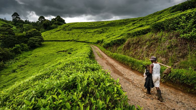 South Africa tea farm farmer