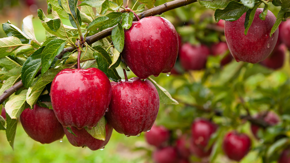 Red apples hanging from a tree