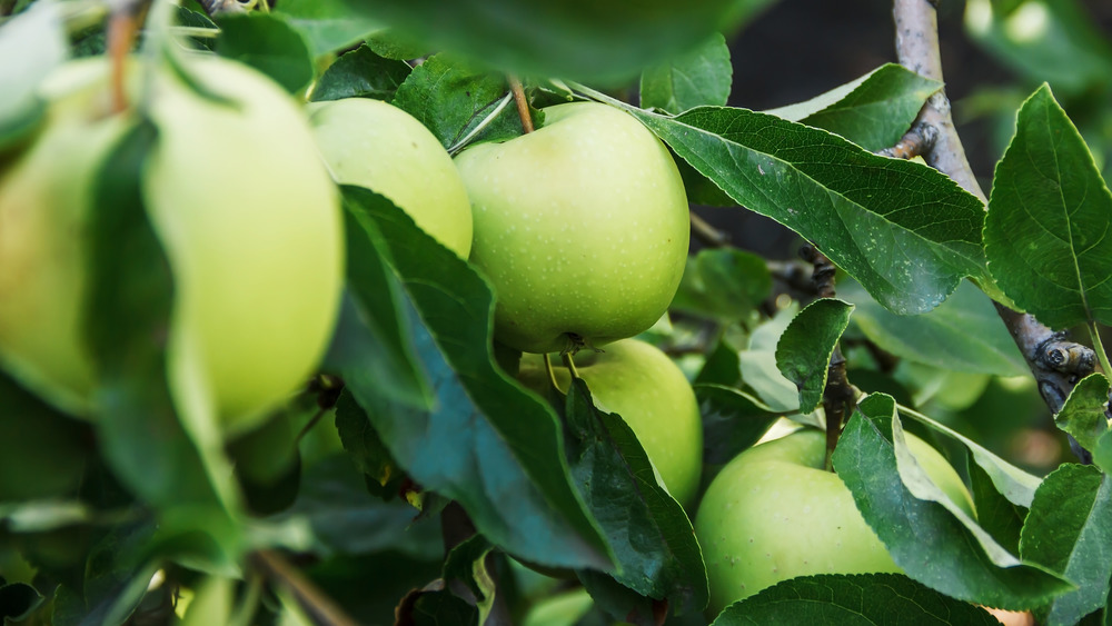 Green apples hanging from a tree