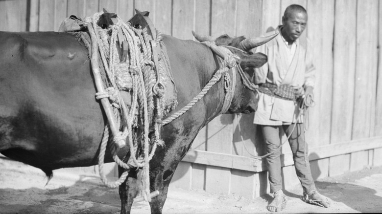 Man stands with cattle on Asian ranch