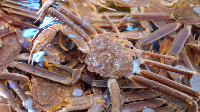 close up of snow crabs