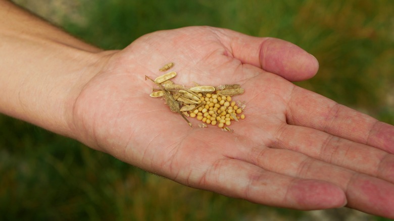 A hand holding mustard seeds