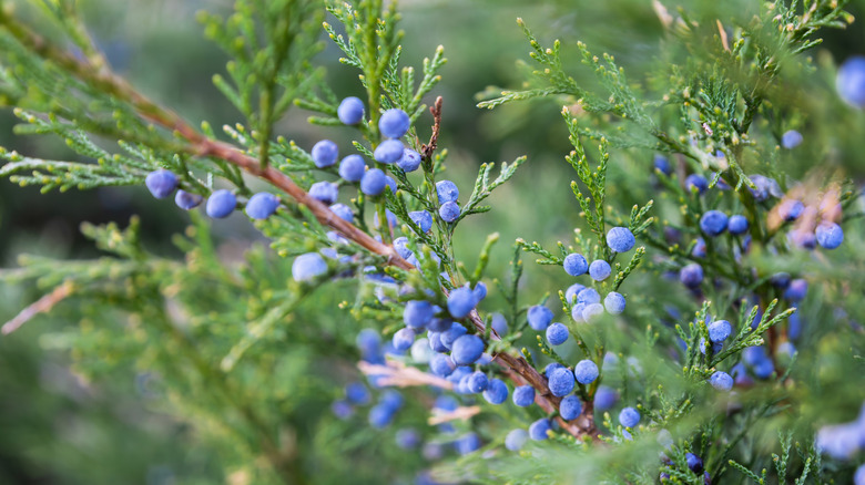 Ripe juniper berries on a common juniper