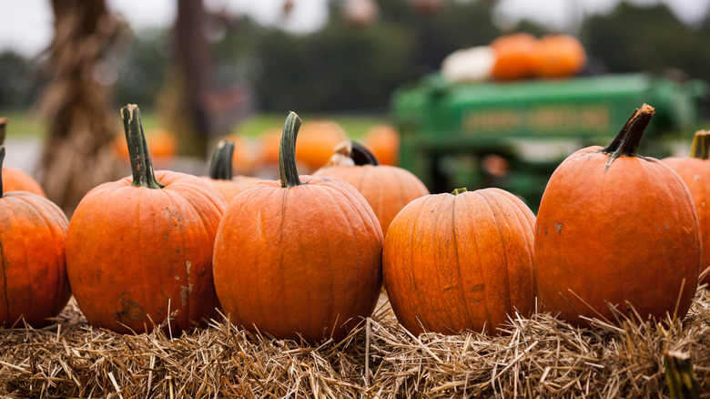 pumpkins on hay bale