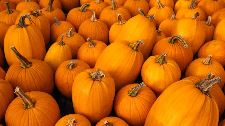 group of pumpkins