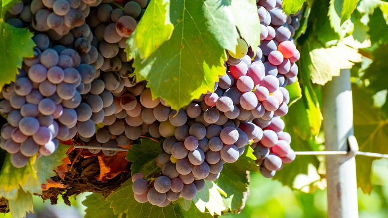 Provence red grapes for rosé 