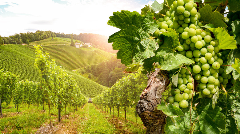 white grapes in vineyard