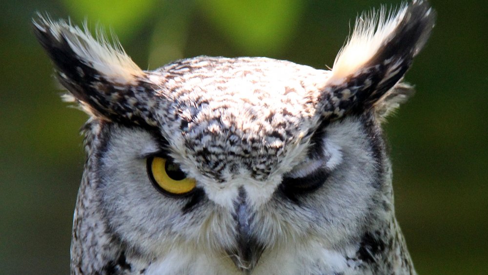 A winking owl