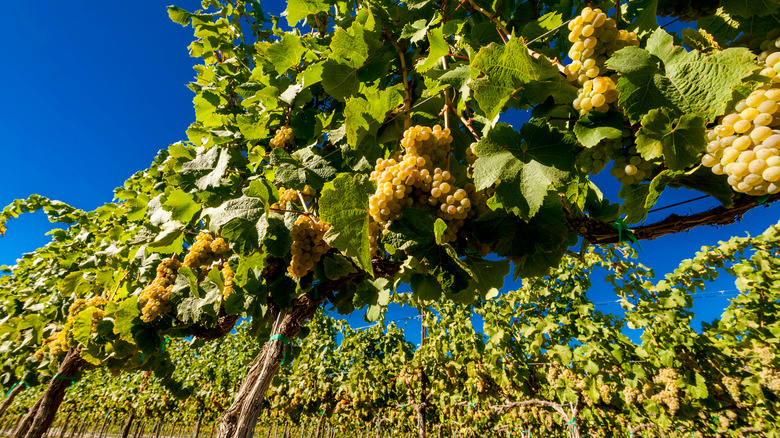 grape vines growing in a vineyard