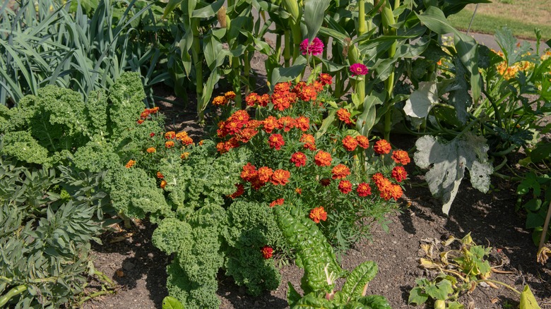 Lettuce garden