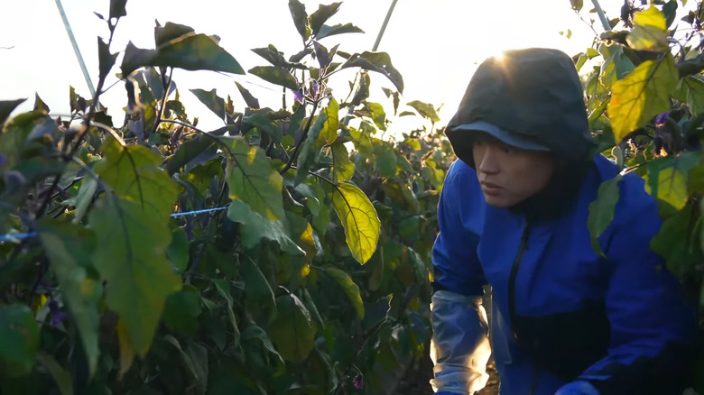 Bayashi harvesting eggplant