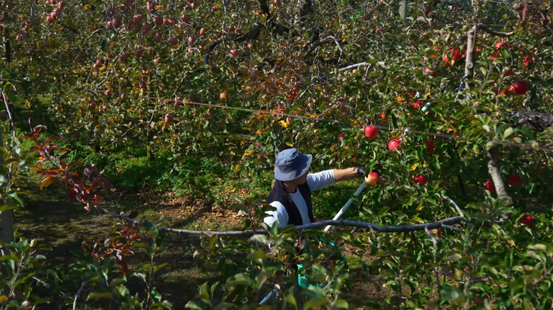 Bayashi picking apples