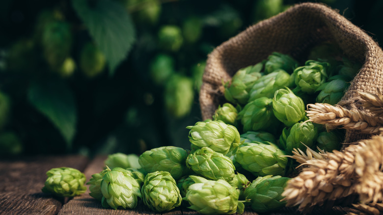 Hops on a table