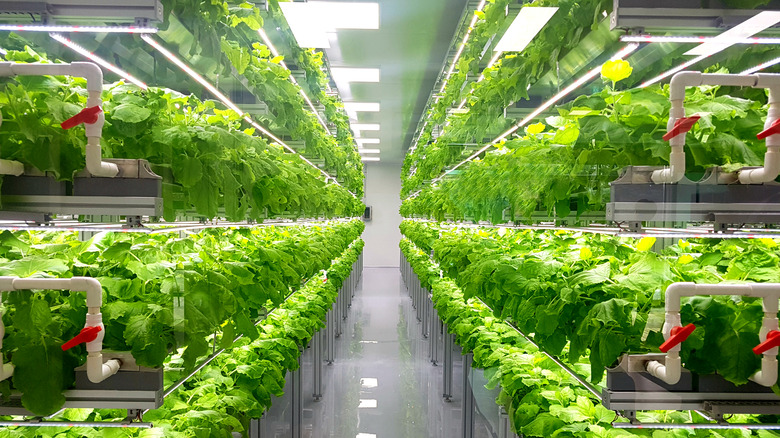 A hydroponic farm